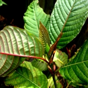 gallery/red-vein-kratom-300x300