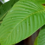 gallery/yellow-vein-kratom-leaf-2-300x300