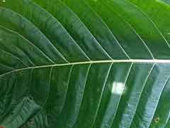 gallery/kratom-white