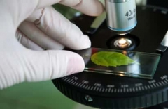 gallery/kratom-for-opiate-withdrawal
